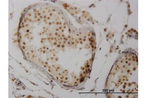 Immunoperoxidase of monoclonal antibody to NFATC3 on formalin-fixed paraffin-embedded human testis. (NFATC3 antibody  (AA 70-149))