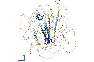 AlphaFold protein structure predicition of Mouse Recombinant Shroom4 Protein, UniprotID Q1W617 (Shroom Family Member 4 (SHROOM4) (AA 1-1475) protein (His tag))