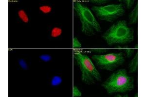 Histone H2B dimethyl Lys46 pAb tested by immunofluorescence. (Histone H2B antibody  (2meLys46))