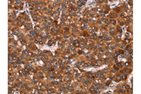 G Antigen 12I antibody