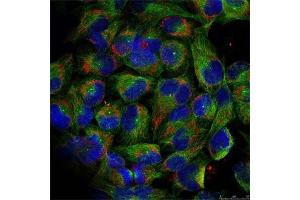 Immunofluorescence staining of methanol-fixed HeLa cells using Phospho-NFKB2-S866 antibody (ABIN2988214).