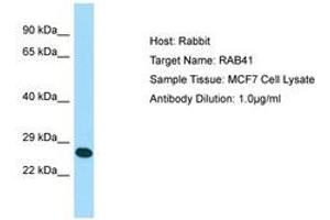 Image no. 1 for anti-RAB41, Member RAS Oncogene Family (RAB41) (N-Term) antibody (ABIN6750036) (RAB41 antibody  (N-Term))