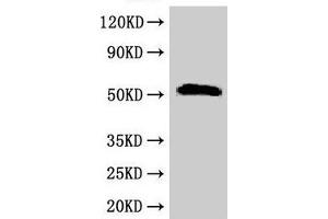 Western Blot Positive WB detected in: Rat liver tissue All lanes: SCTR antibody at 2. (SCTR antibody  (AA 51-135))