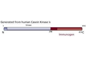 Image no. 3 for anti-Casein Kinase 1, epsilon (CSNK1E) (AA 248-414) antibody (ABIN967975) (CK1 epsilon antibody  (AA 248-414))