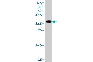 Western Blot detection against Immunogen (36. (HMGB1 antibody  (AA 1-90))