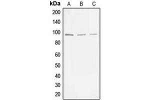 Western blot analysis of MLK3 (pT277/S281) expression in HEK293T (A), NIH3T3 (B), PC12 (C) whole cell lysates. (MAP3K11 antibody  (pSer277, pSer281))