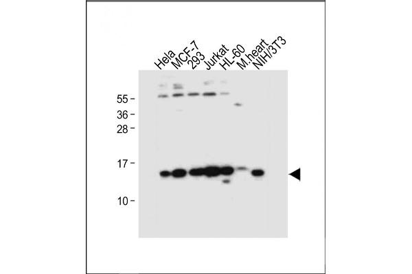 SNRPD3 antibody  (N-Term)