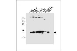 All lanes : Anti-SNRPD3 Antibody (N-term) at 1:4000 dilution Lane 1: Hela whole cell lysate Lane 2: MCF-7 whole cell lysate Lane 3: 293 whole cell lysate Lane 4: Jurkat whole cell lysate Lane 5: HL-60 whole cell lysate Lane 6: Mouse heart tissue lysate Lane 7: NIH/3T3 whole cell lysate Lysates/proteins at 20 μg per lane. (SNRPD3 antibody  (N-Term))