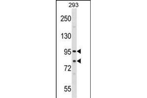 SEC23A Antibody (Center) (ABIN1538270 and ABIN2848682) western blot analysis in 293 cell line lysates (35 μg/lane).