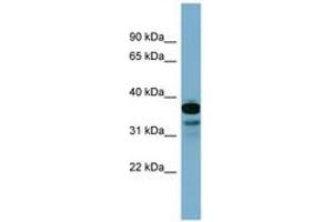 Image no. 1 for anti-Adenylate Kinase 9 (AK9) (C-Term) antibody (ABIN6744471) (Adenylate Kinase 9 antibody  (C-Term))