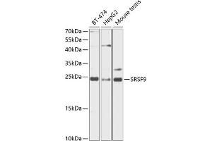 Western blot analysis of extracts of various cell lines, using SRSF9 antibody (ABIN6132650, ABIN6147681, ABIN6147684 and ABIN6216200) at 1:1000 dilution. (SFRS9 antibody  (AA 1-221))
