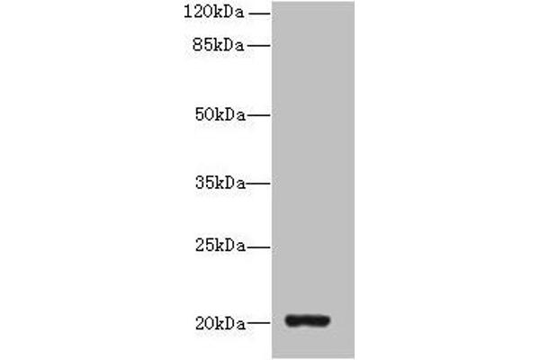 ZBTB8OS Antikörper  (AA 2-136)