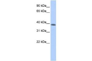 Western Blotting (WB) image for anti-SRR1 Domain Containing (SRRD) antibody (ABIN2459156) (SRRD antibody)
