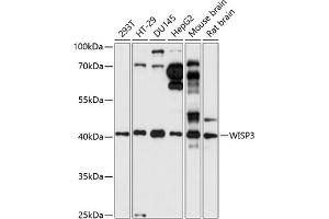Western blot analysis of extracts of various cell lines, using WISP3 antibody (ABIN7271384) at 1:1000 dilution. (WISP3 antibody  (AA 42-260))