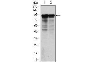 Western Blotting (WB) image for anti-Neurofilament, Light Polypeptide (NEFL) antibody (ABIN1108416) (NEFL antibody)