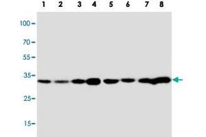 Western blot analysis of tissue and cell extracts with APOD polyclonal antibody . (Apolipoprotein D antibody  (C-Term))