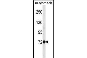 Western blot analysis in mouse stomach tissue lysates (35ug/lane). (PAK7 antibody  (N-Term))