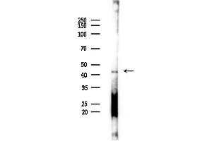 anti-Sialic Acid Binding Ig-Like Lectin 7 (SIGLEC7) (C-Term) antibody