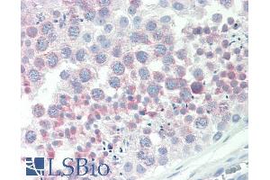 ABIN1590143 (10µg/ml) staining of paraffin embedded Human Testis. (IGFBPI antibody  (AA 156-170))