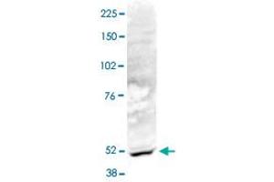 Nuclear extracts of HeLa cells (40 ug) were analysed by Western blot using ACTL6B polyclonal antibody  diluted 1 : 1,000 in TBS-Tween containing 5% skimmed milk.