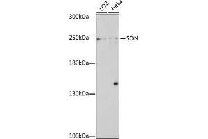 Western blot analysis of extracts of various cell lines, using SON antibody (ABIN7270496) at 1:1000 dilution. (SON antibody  (AA 850-950))
