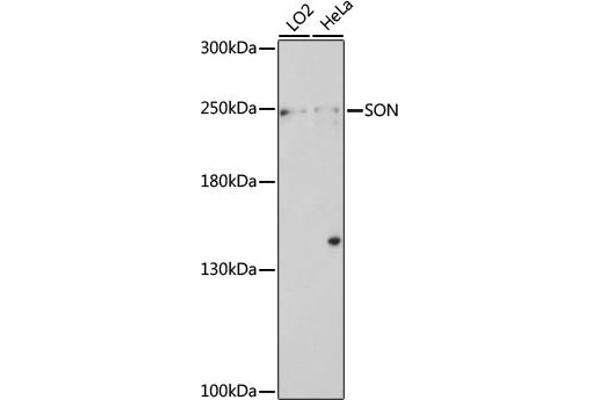 SON antibody  (AA 850-950)