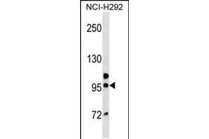Western blot analysis in NCI-H292 cell line lysates (35ug/lane). (GOLGA6B antibody  (AA 386-413))