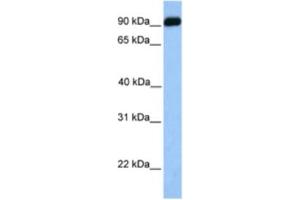Western Blotting (WB) image for anti-BMP Binding Endothelial Regulator (BMPER) antibody (ABIN2463537) (BMPER antibody)