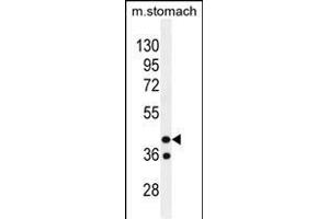 GIN1 Antibody (C-term) (ABIN655674 and ABIN2845140) western blot analysis in mouse stomach tissue lysates (35 μg/lane).