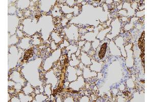 ABIN6275271 at 1/100 staining Mouse lung tissue by IHC-P. (NDUFA8 antibody  (Internal Region))