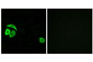Immunofluorescence (IF) image for anti-Ribosomal Protein L27a (RPL27A) (C-Term) antibody (ABIN1850622) (RPL27A antibody  (C-Term))