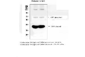 Western blot analysis of OPN using anti- OPN antibody . (Osteopontin antibody  (C-Term))