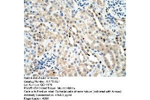 Mouse Kidney (Foxk1 antibody  (C-Term))