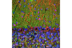 Confocal image of adult rat cerebellum stained with ABIN1580472 (green), ’s chicken polyclonal antibody to MAP2 CPCA-MAP2 (red) and DNA (blue).
