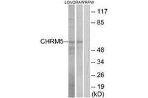 Western blot analysis of extracts from LOVO/RAW264. (CHRM5 antibody  (AA 281-330))