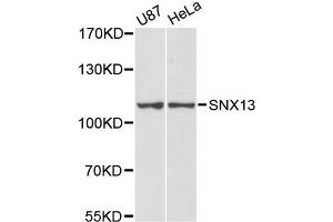 Western blot analysis of extracts of various cell lines, using SNX13 antibody (ABIN6291532) at 1:3000 dilution.