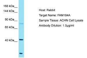 Host: Rabbit Target Name: FAM184A Sample Tissue: Human ACHN Whole Cell Antibody Dilution: 1ug/ml (FAM184A antibody  (C-Term))