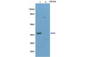 L1 rat brain, L2 mouse uterus lysates probed  at 1:200 in 4˚C. (WNT3A antibody  (AA 281-352))