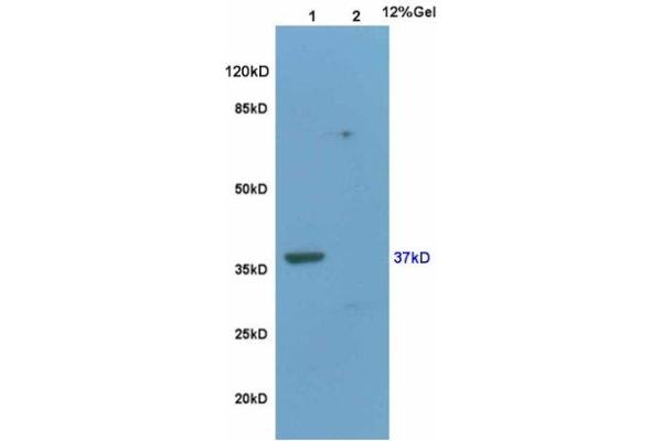 WNT3A antibody  (AA 281-352)