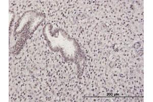 Immunoperoxidase of purified MaxPab antibody to GABPB2 on formalin-fixed paraffin-embedded human endometrium.