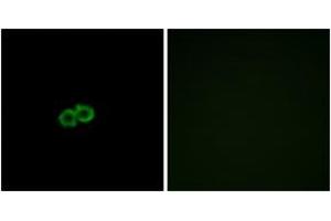 Immunofluorescence analysis of A549 cells, using GPR142 Antibody. (GPR142 antibody  (AA 1-50))