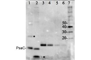 Image no. 1 for PSI-C core subunit of photosystem I (PsaC) protein (ABIN5326719) (PSI-C core subunit of photosystem I (PsaC) Protein)