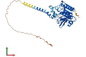AlphaFold protein structure predicition of Mouse Recombinant Abhd12 Protein, UniprotID Q99LR1