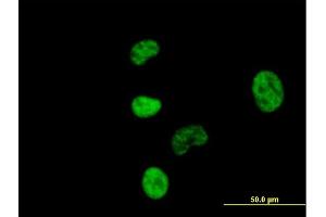 Immunofluorescence of purified MaxPab antibody to NCBP1 on HeLa cell.