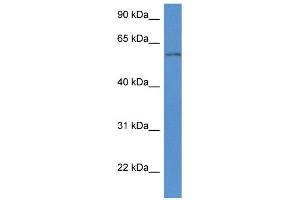 WB Suggested Anti-Wdr12 Antibody   Titration: 1. (WDR12 antibody  (Middle Region))