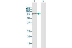 Western Blot analysis of GALNT10 expression in transfected 293T cell line by GALNT10 MaxPab polyclonal antibody. (GALNT10 antibody  (AA 1-603))