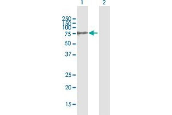 GALNT10 antibody  (AA 1-603)