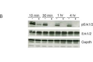 Western Blotting (WB) image for anti-Glyceraldehyde-3-Phosphate Dehydrogenase (GAPDH) antibody (ABIN2857072)