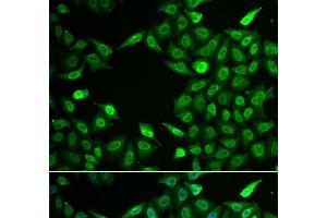 Immunofluorescence analysis of A549 cells using INTS6 Polyclonal Antibody (INTS6 antibody)