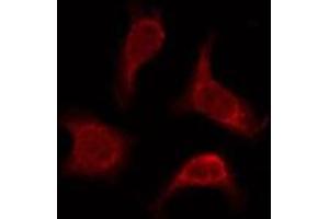 OR2AP1 antibody  (C-Term)